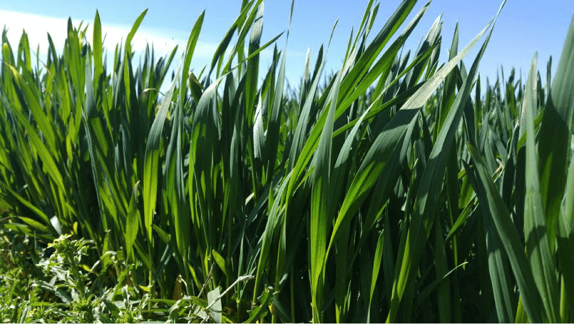 Roots in Kansas Wheat Run Deep